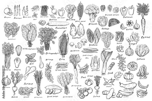 Different types of Vegetables. Hand drawn vector set  isolated sketch.