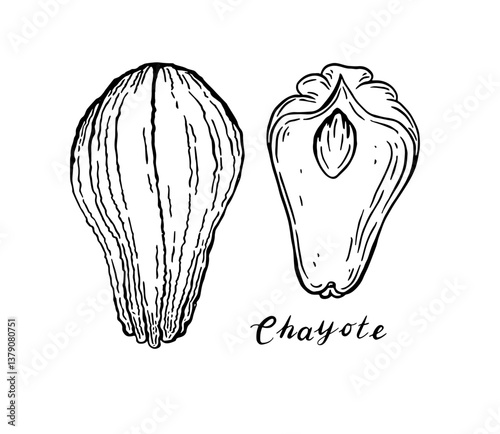 Chayote. Vegetables. Hand drawn vector set  isolated sketch.