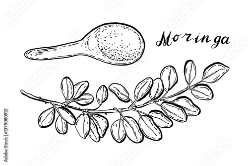Moringa. Vegetables. Hand drawn vector set  isolated sketch.