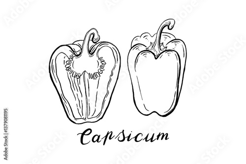 Capsicum. Vegetables. Hand drawn vector set  isolated sketch.