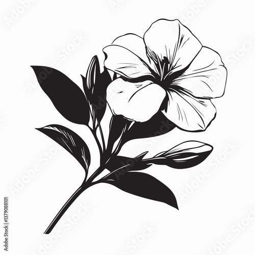 Oleander Vector Images. Black and white Oleander Vector Images on white background.