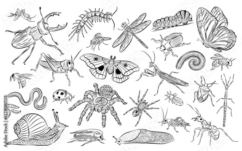 Wallpaper Mural Insect diversity, black and white sketches: A mesmerizing collection of meticulously crafted black and white sketches. Torontodigital.ca