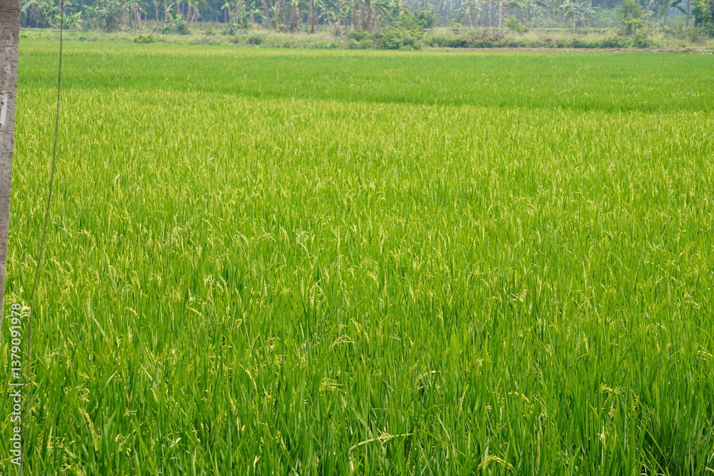 Obraz premium paddy of rice plants are growing on agriculture field