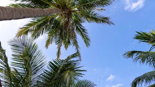 Wallpaper Mural Palm trees on Thoddoo Island in the Maldives Torontodigital.ca