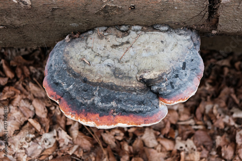 colorful tree mushroom in the woods