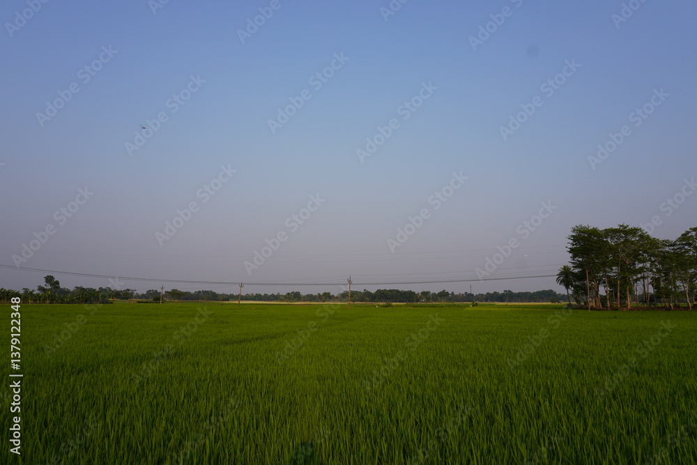 Obraz premium A vast paddy field with dense vegetation in the background