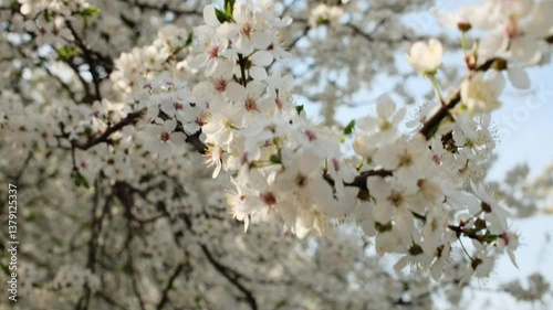 cherry blossom with white flowers in spring nature, slow motion, spring.