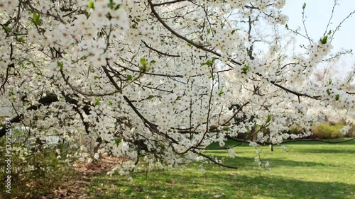 cherry blossom with white flowers in spring nature, slow motion, spring.