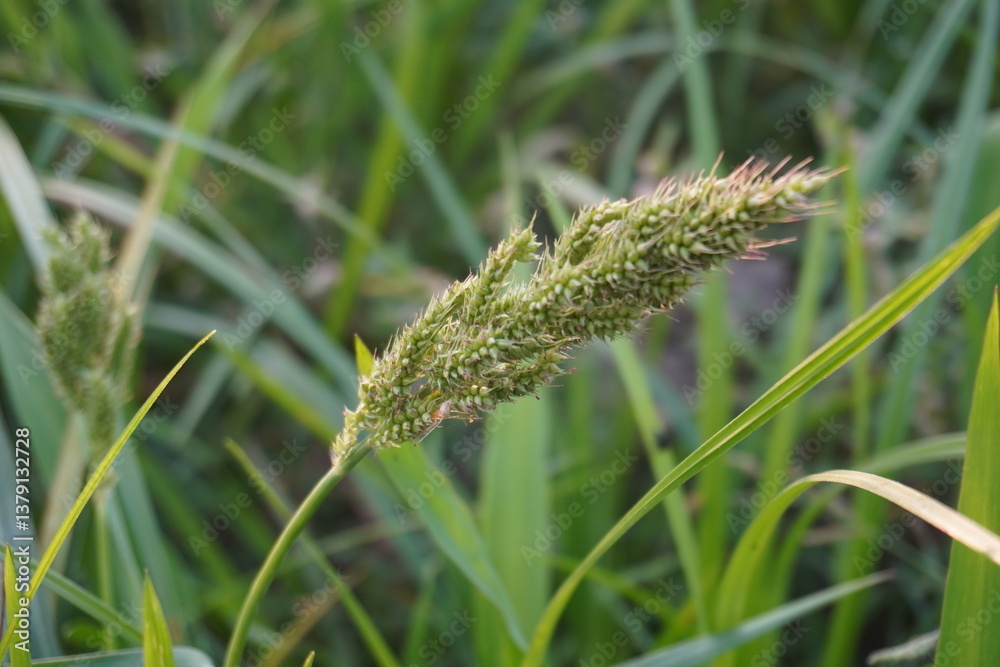 Fototapeta premium Close-up of the seed head Cockspur grass with a blurry background