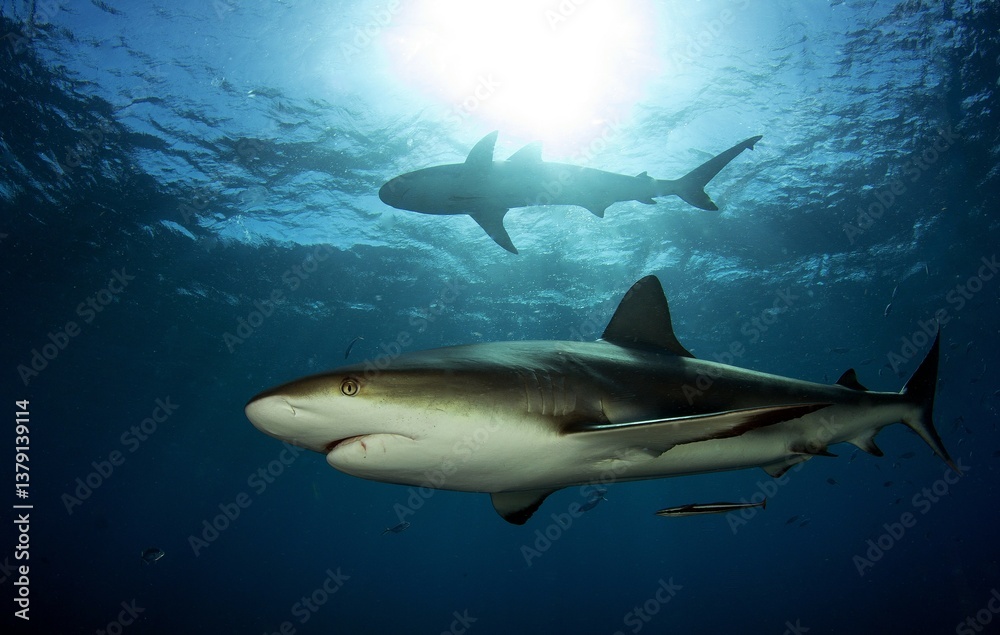 Two Caribbean reef shark swimming in the same direction Two Caribbean reef shark swimming in the same direction