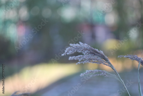 Image of reeds blooming on the Daecheongcheon trail