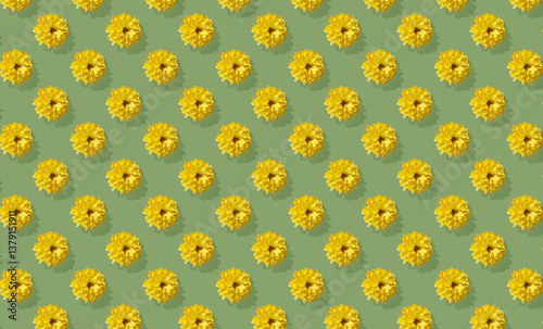 Pattern of chrysanthemum flower on green background