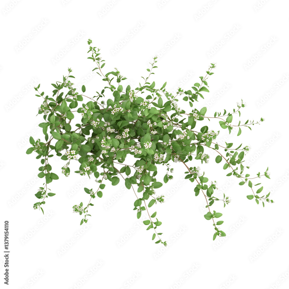 3D Creeping Thyme Plant with Soft Green Leaves and White Flowers Isolated on Transparent Background 3D Creeping Thyme Plant with Soft Green Leaves and White Flowers Isolated on Transparent Background