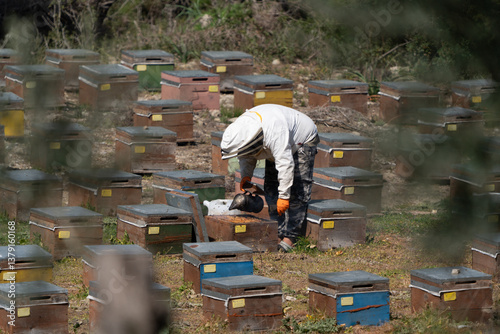 Apiarist taking care of beehives