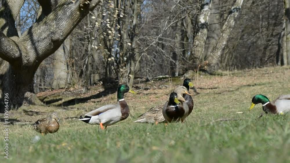 Woodland Feast: Ducks Being Fed in the Forest Clearing; a group of mallard ducks gathers eagerly in a sunlit forest clearing as they are being fed