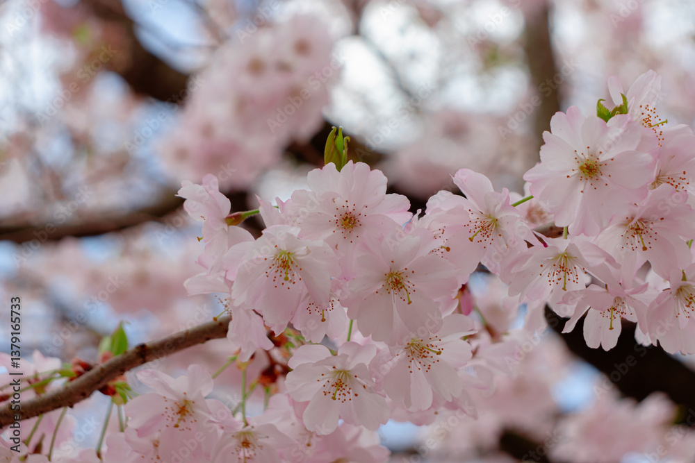 Prunus × subhirtella (winter-flowering cherry, spring cherry, rosebud cherry) a hybrid flower between Prunus itosakura (edohigan) and Prunus incisa (Mamezakura) Prunus × subhirtella (winter-flowering cherry, spring cherry, rosebud cherry) a hybrid flower between Prunus itosakura (edohigan) and Prunus incisa (Mamezakura)