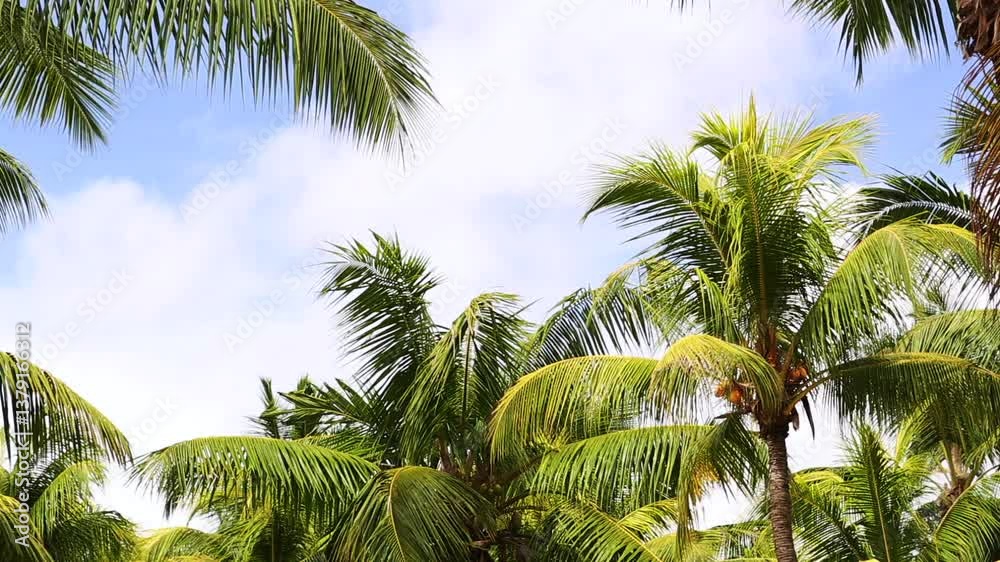 Green palm tree waving in the wind with blue sky, tropical 