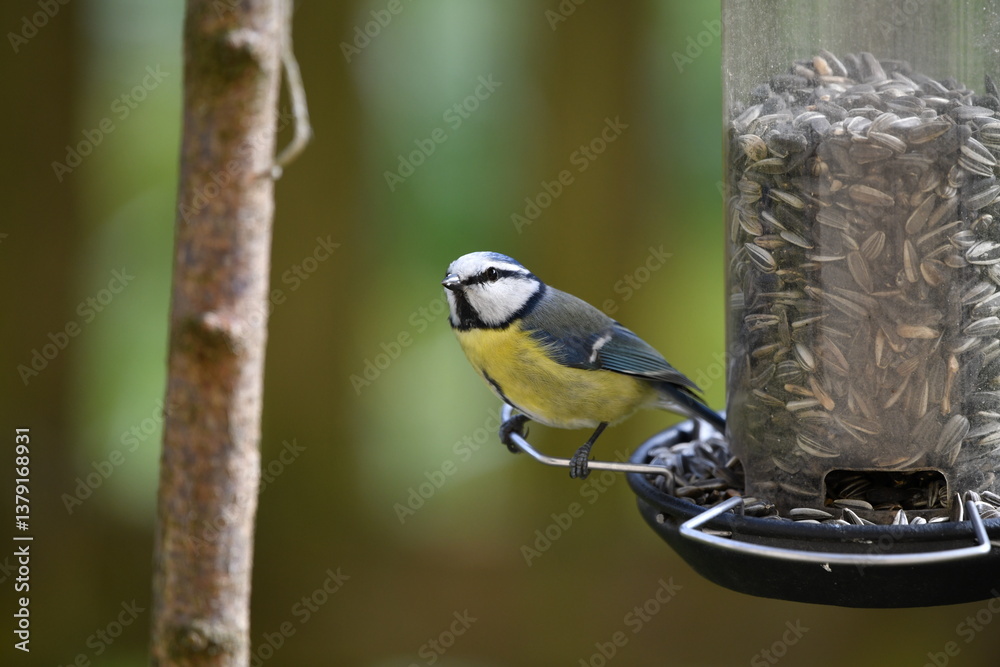 Fototapeta premium Blue tit bird sitting in the garden waiting for food