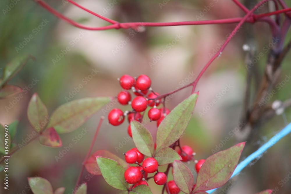 Obraz premium Image of the beautifully blooming namcheong trees and fruit on the Daecheongcheon trail