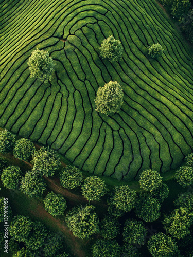 Aerial drone view of a tea plantation on rolling hills