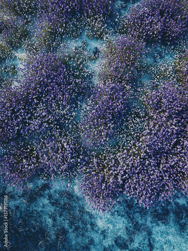 Aerial drone view of a wide expanse of lavender fields