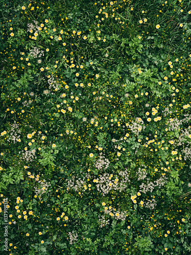 Aerial drone view of a wildflower meadow in full bloom