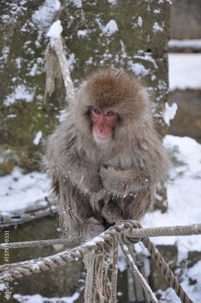 Naklejka premium Snow Monkey in Jigokudani Yaen Kōen, Japan - Cold Winter Scene