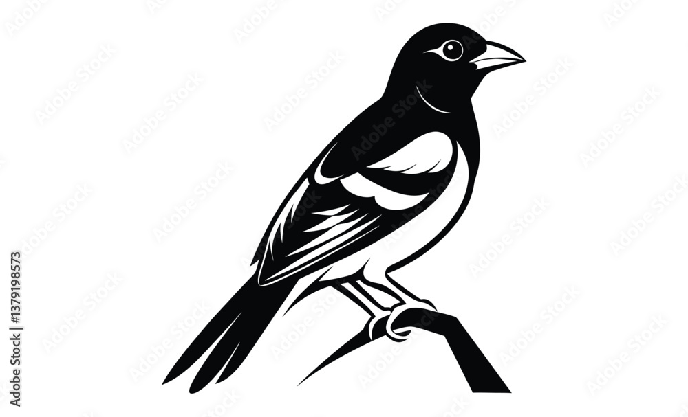 Obraz premium baltimore oriole bird on white silhouette
