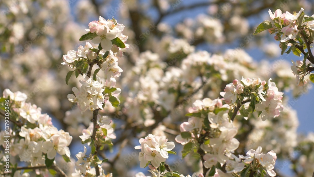 Twigs of flowering apple trees with Russian garden in the village. Sounds of birds and lively villages. Twigs of flowering apple trees with Russian garden in the village. Sounds of birds and lively villages.