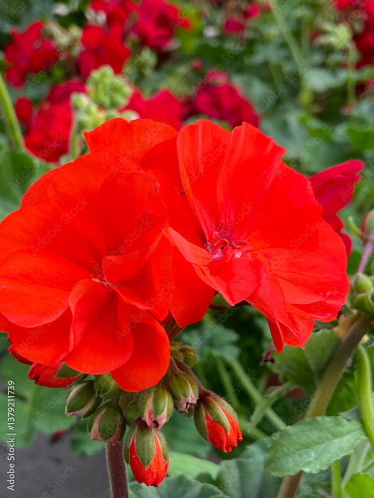 Red geranium flowers in the market. Blooming pelargoniums.Pelargonium zonale ornamental potted plants.Selective focus.
Red geranium flowers in the market. Blooming pelargoniums.Pelargonium zonale ornamental potted plants.Selective focus.
