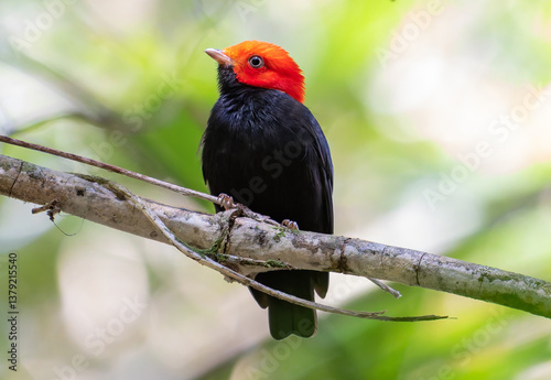 Red-headed bird