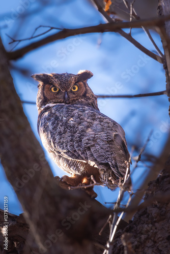 Great horned owl perched in Minnesota with striking yellow eyes