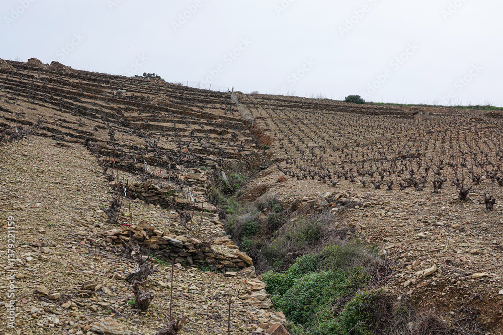 Terraced vineyards stretch across a rocky landscape, vines spaced efficiently along the slopes.