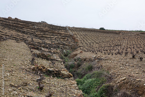 Obraz na płótnie Terraced vineyards stretch across a rocky landscape, vines spaced efficiently along the slopes. w salonie