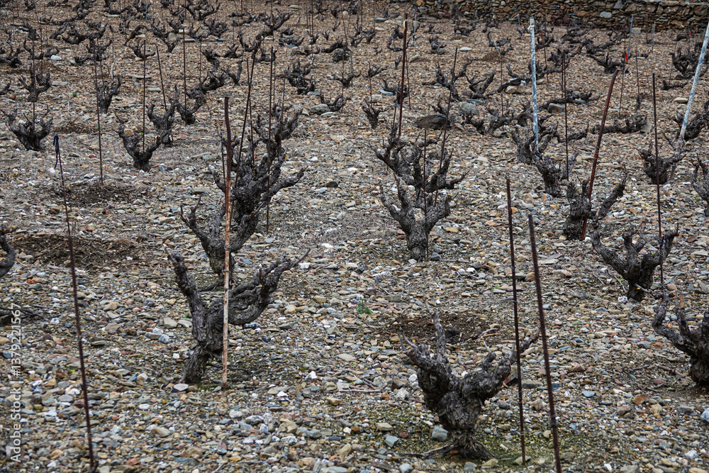 Vines with twisted trunks stand in a rocky vineyard as spring approaches.
