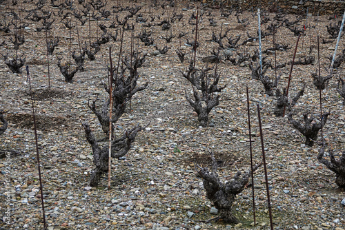 Obraz na płótnie Vines with twisted trunks stand in a rocky vineyard as spring approaches. w salonie