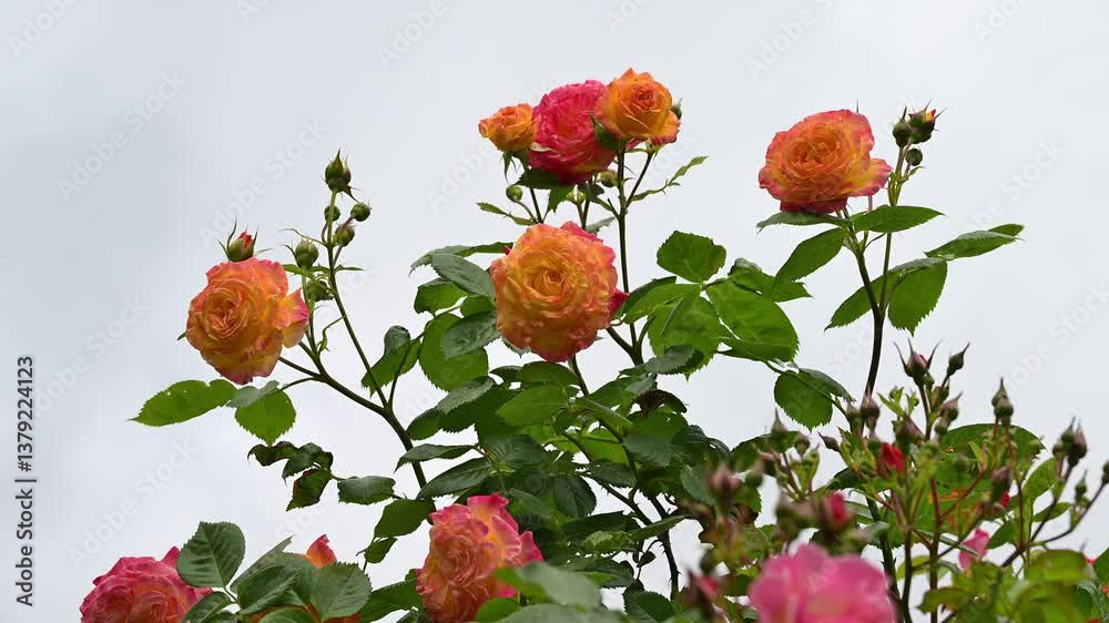 Rosenbusch, blühend, zweifarbig, Gelb, Rot, Sommer