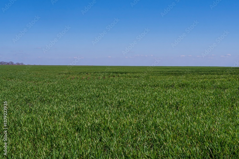 Wheat field in early spring. Young green shoots of winter wheat in spring. Wheat field in early spring. Young green shoots of winter wheat in spring.