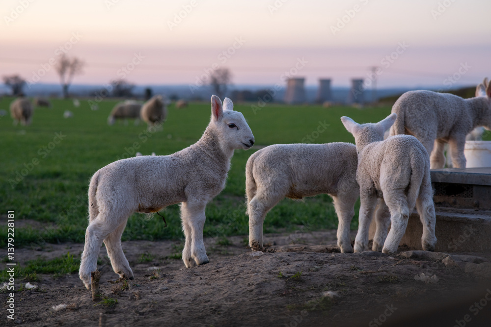 Fototapeta premium A group of baby lambs are grazing in a field