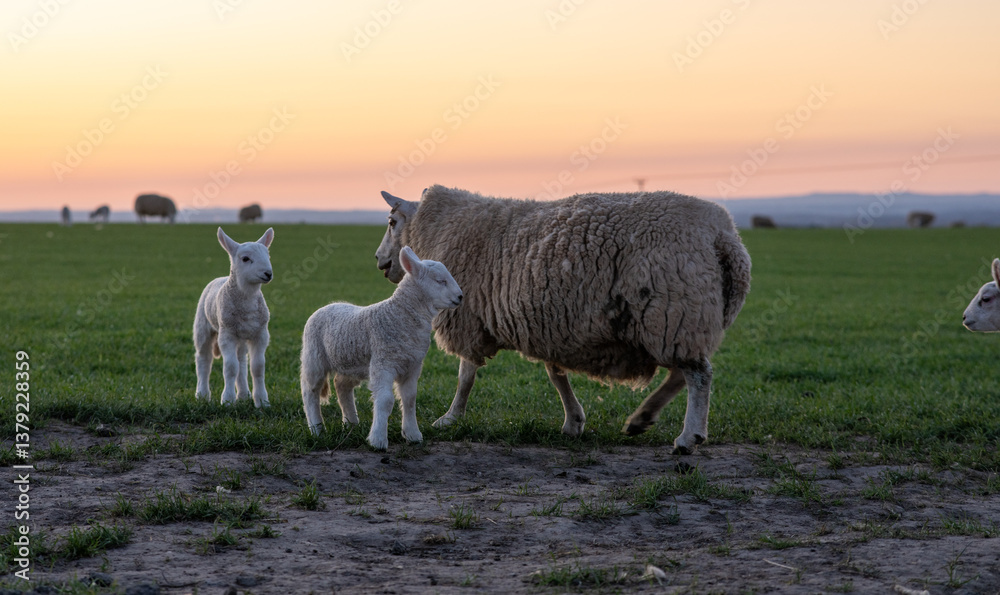 Fototapeta premium A mother sheep is walking with her two lambs in a field