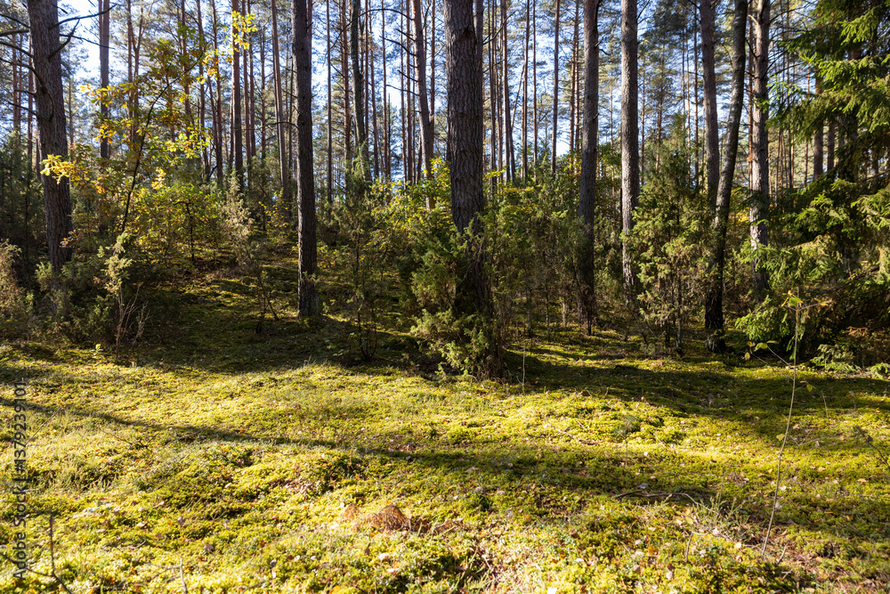 Fototapeta premium the sun illuminates part of the forest in the autumn season during leaf fall