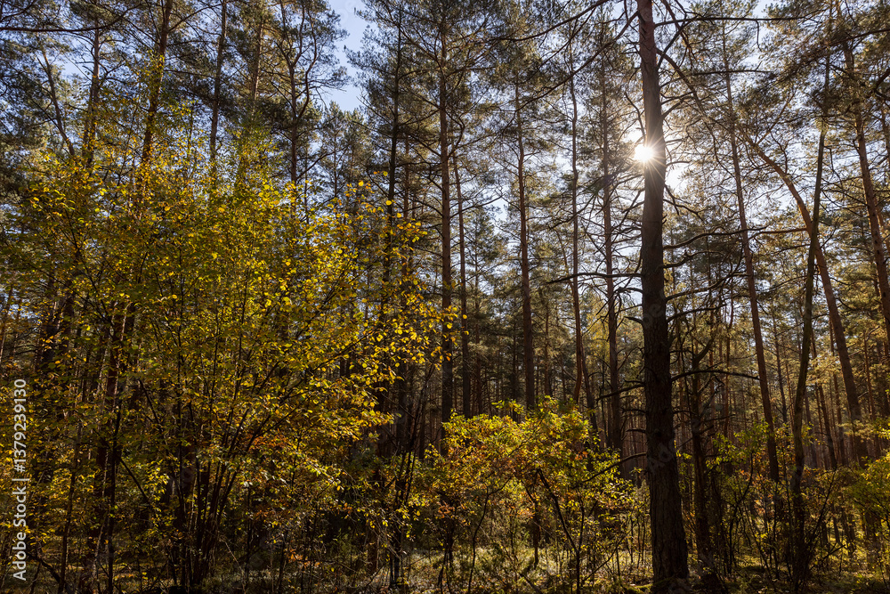 Obraz premium mixed forest in a hilly area with hills