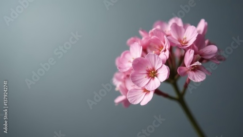 Close-up of pink flowers blooming on a stem against a smooth teal background.