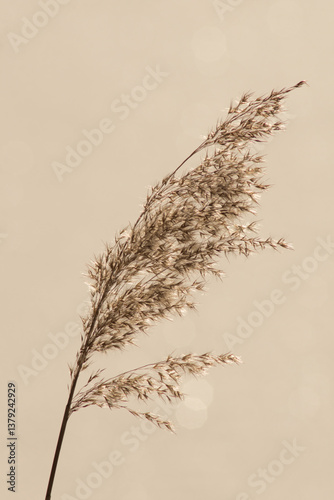 dry reed broom
