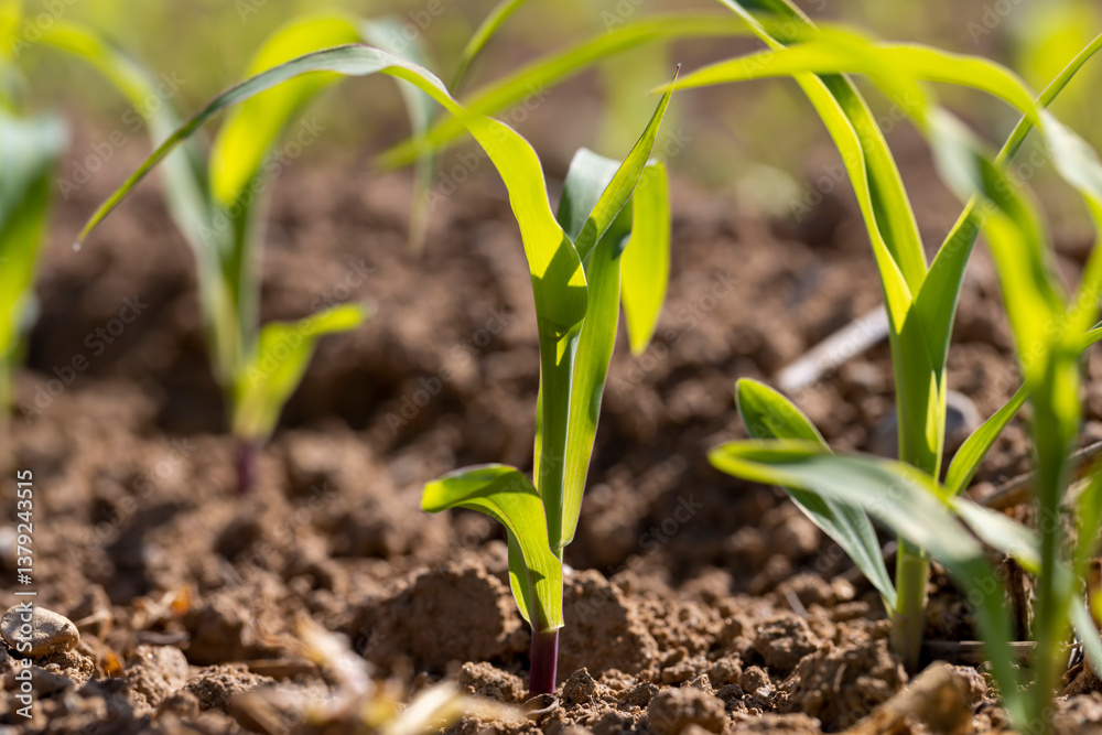 a monocultural field with fresh corn sprouts in fertile soil with fertilizers
