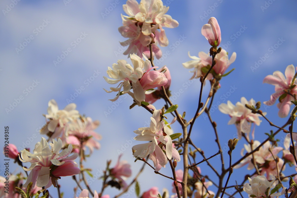 Obraz premium 満開の木蓮の花