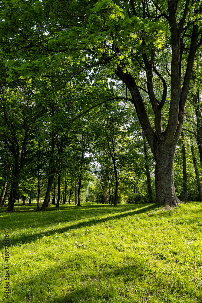 Obraz premium deciduous maple trees and other trees in the park in sunny weather, landscape