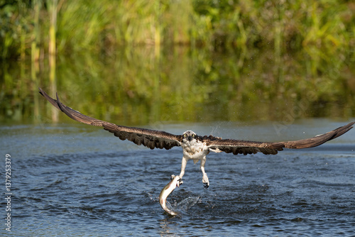 Osprey (Pandion haliaetus). Pandion haliaetus Glides above river with outstretched wings and trout dangling from talons. Calm water surface. Moment radiates balance and strength in flight. photo