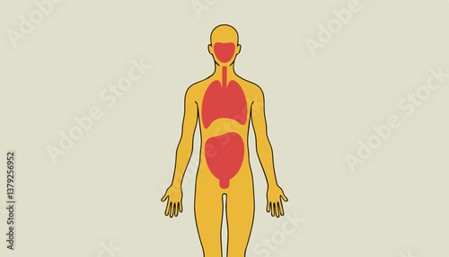 Human Body Diagram Showing Organs in Yellow and Red Colors  