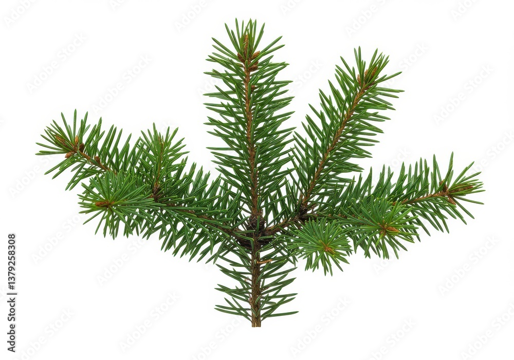 Naklejka premium Photorealistic pine branches vibrant green